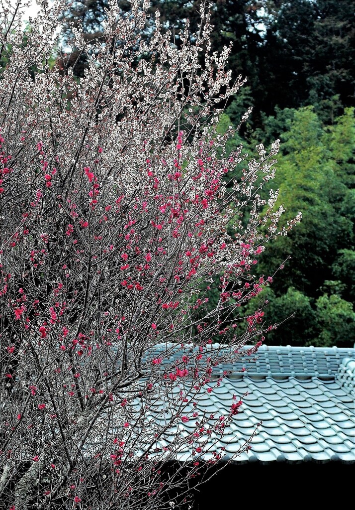 里山の春