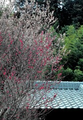 里山の春