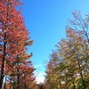 穏やかな秋の日に