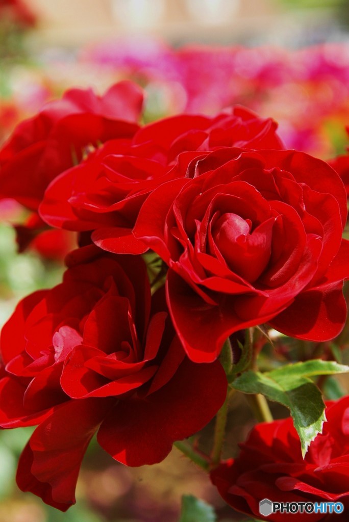 薔薇6