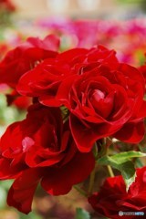 薔薇6