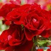 薔薇6