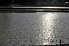 輝く水田