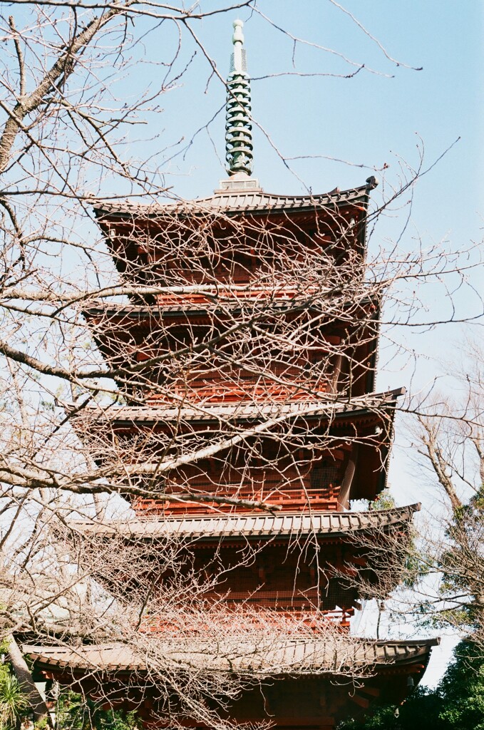 桜はまだ先(フィルム)