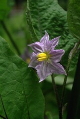 茄子の花