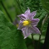 茄子の花