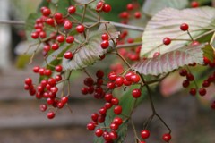 小さい秋みつけた