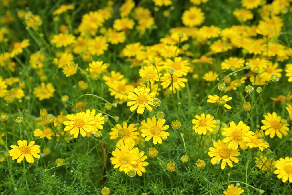 散歩で出会った草花