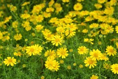 散歩で出会った草花