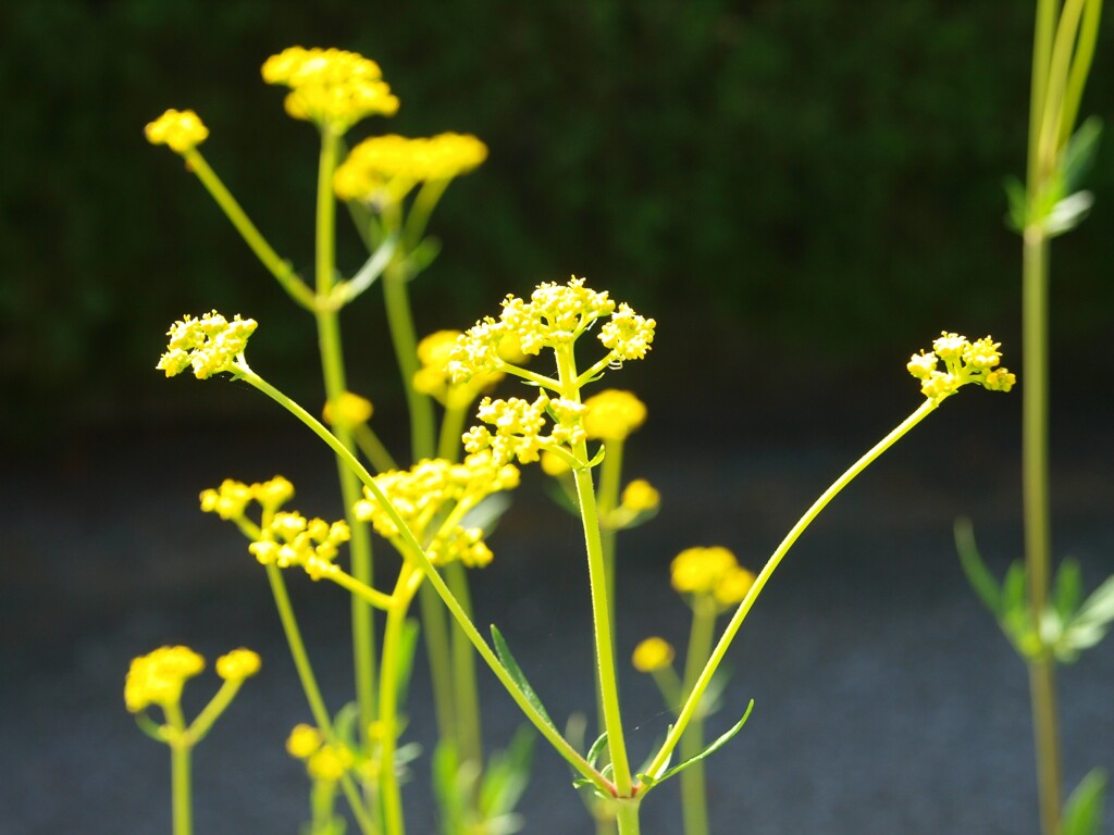 オミナエシ