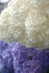 ◎雨の季節を彩る