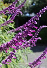 散歩で出会った草花