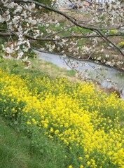 桜咲く日に