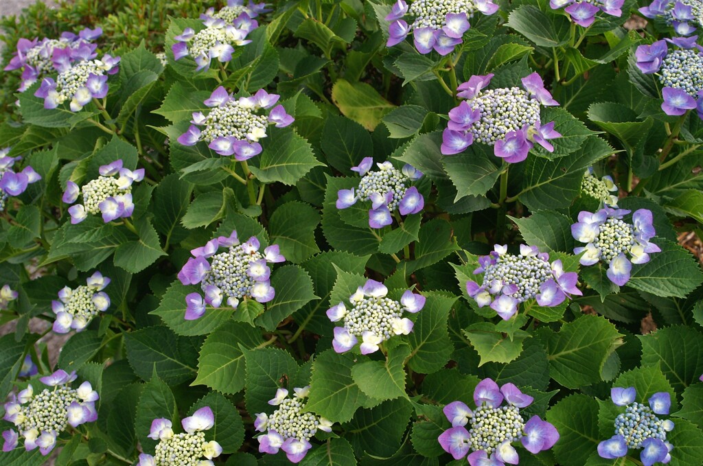紫陽花を楽しもう