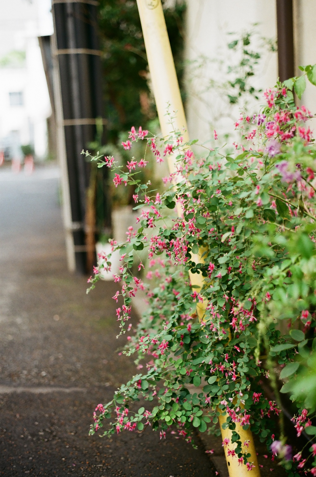 film…路地に咲く萩