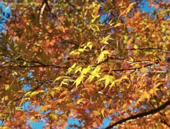 秋の公園・散歩道