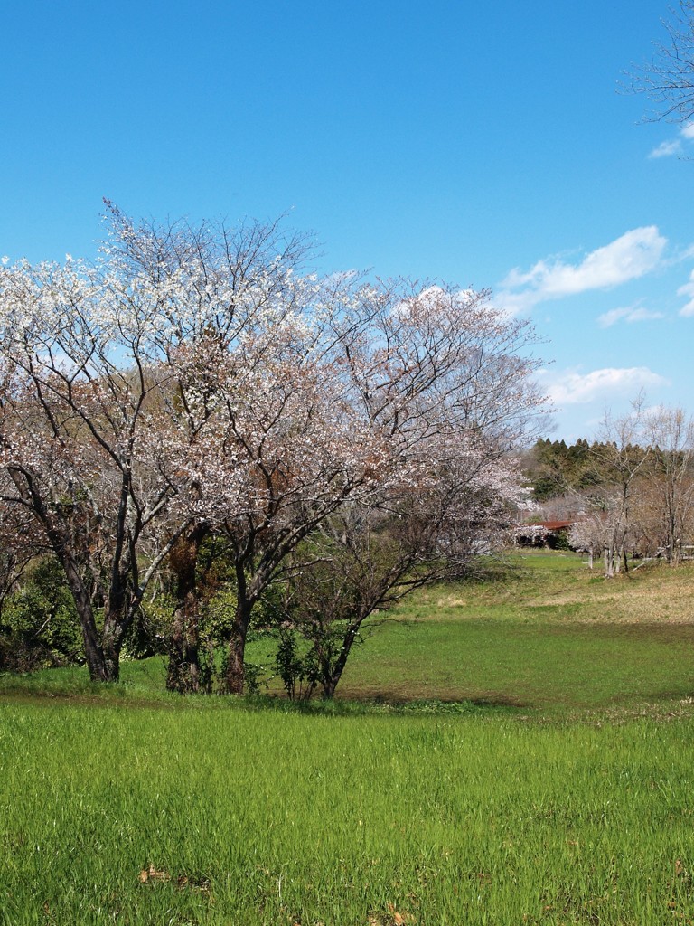 牧場にも春1