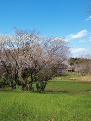 牧場にも春1