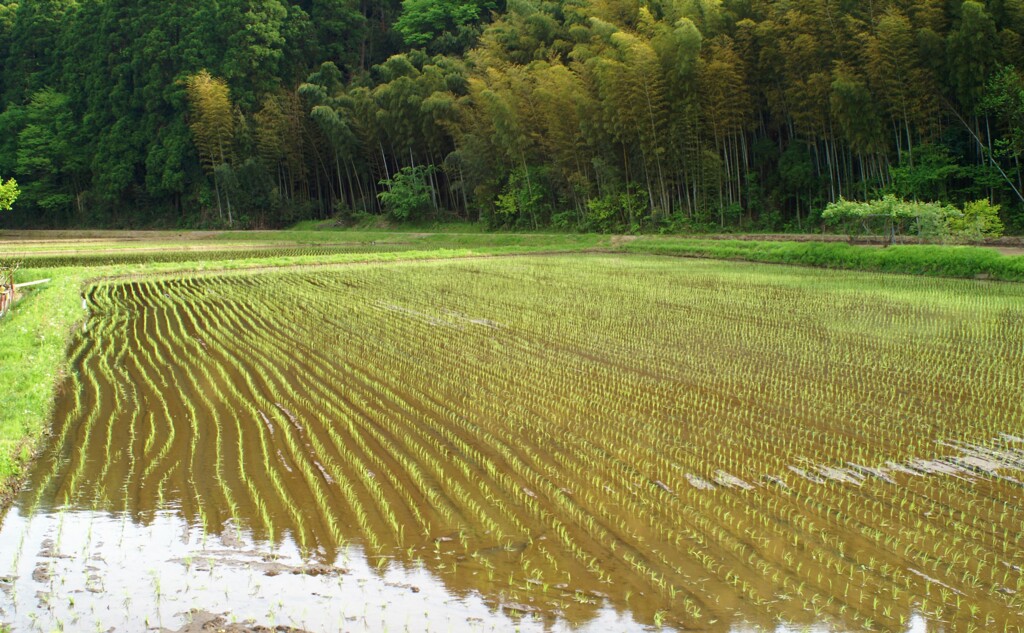 田植えも済んで