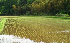 田植えも済んで