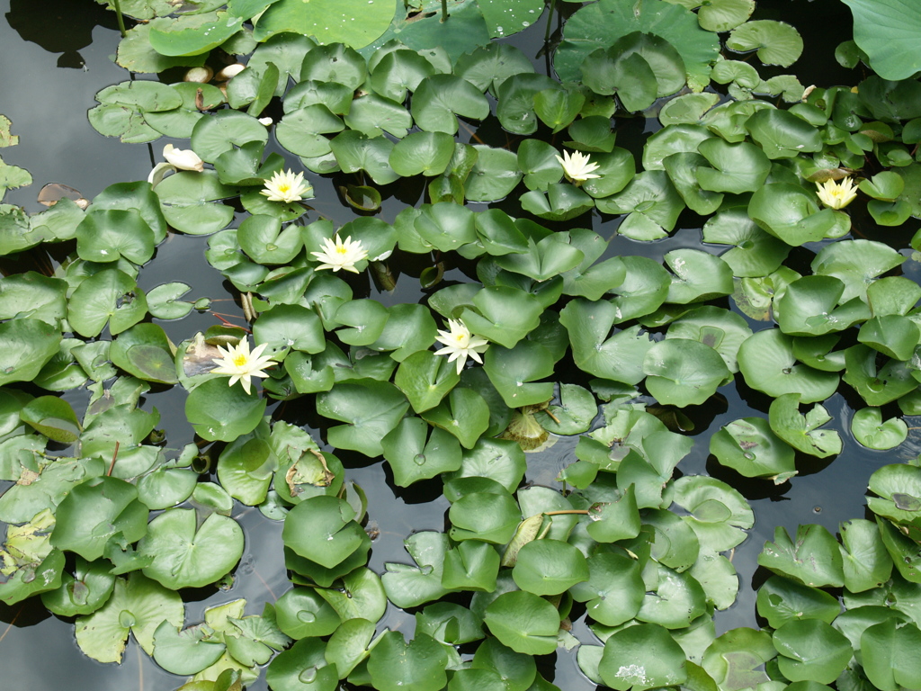 夏の池