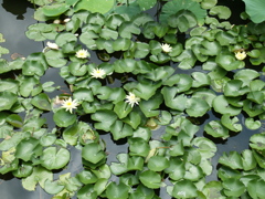 夏の池