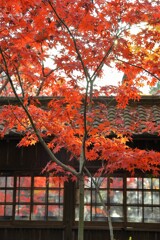 むかし出会った秋