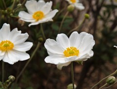 散歩で出会った草花