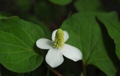 日陰でひっそり　