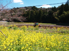 小湊鉄道の春　Ⅴ