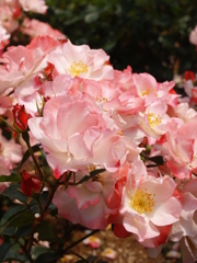 花霞