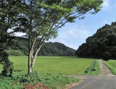 里山集落・農道