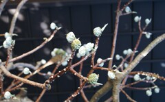 春を待つミツマタ