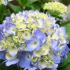 紫陽花