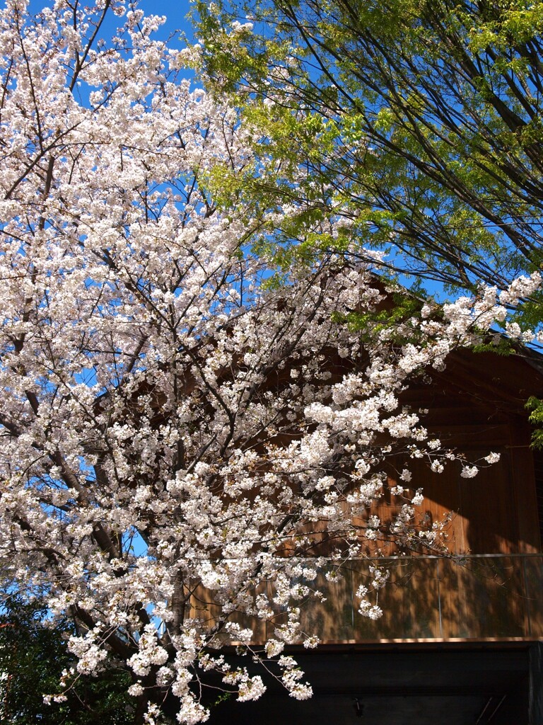 桜咲く春