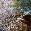 桜咲く春
