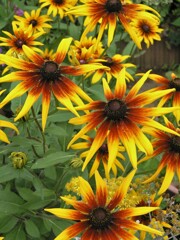 夏の花