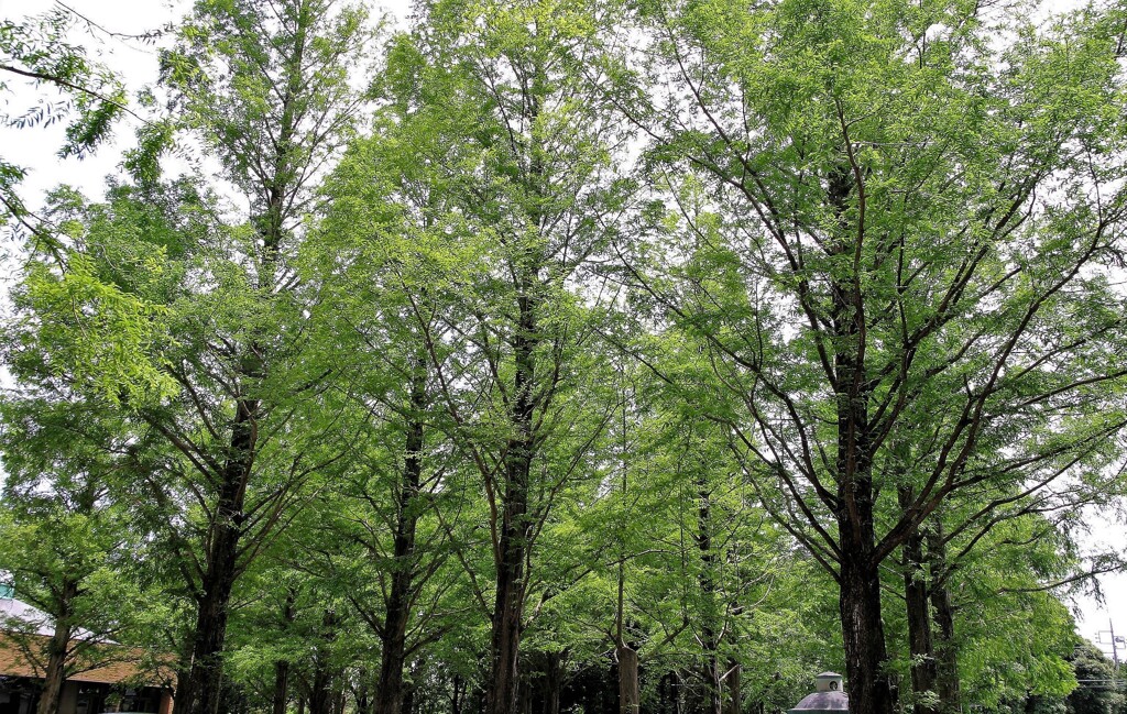 ちょっと軽井沢へ