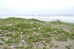 梅雨入り前の外房の海