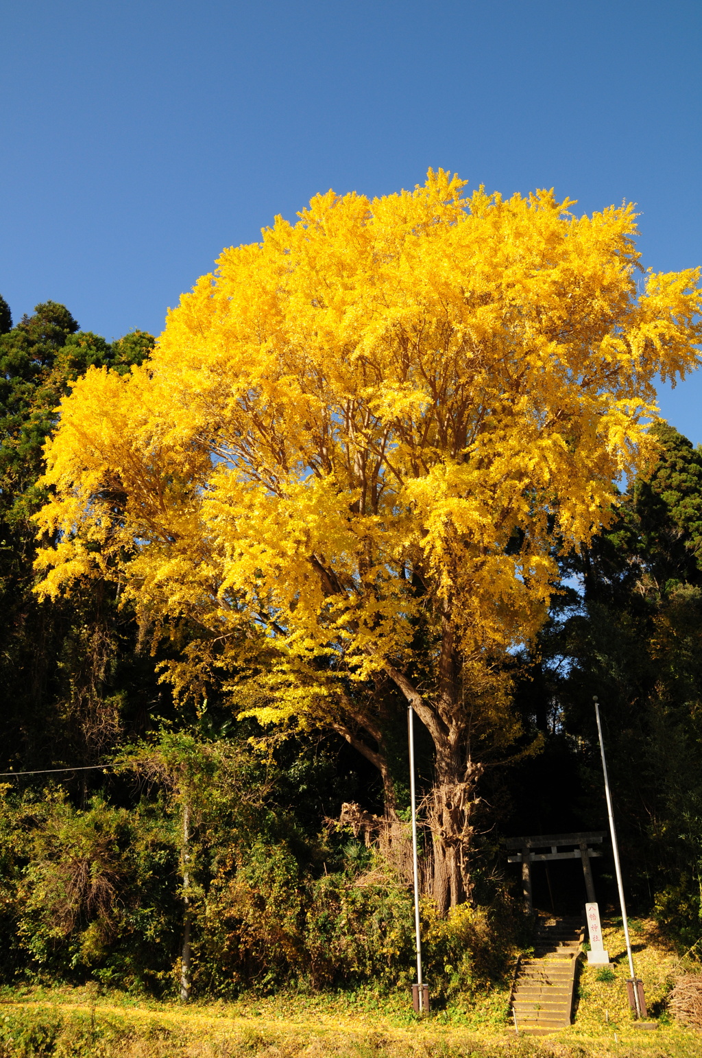 里山の大銀杏