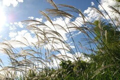 見上げた先の秋