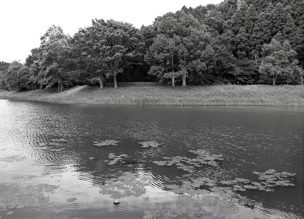 水辺で涼む