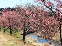 河津桜咲く土手