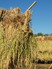 稲穂のにほい