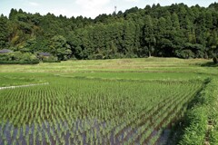 五月の里山