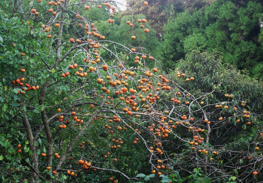 里山の柿