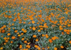 デミ日和(フィルム)