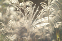 オールドレンズで見つけた秋