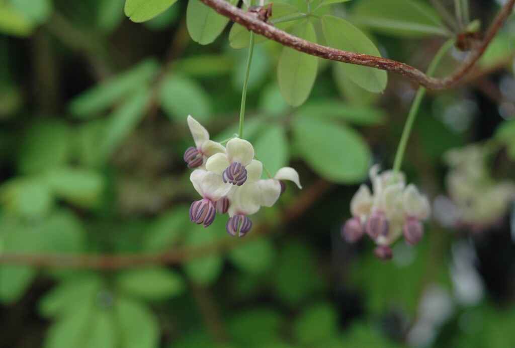 アケビの花の囁き