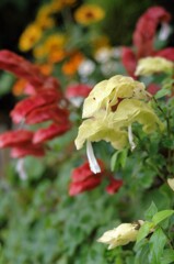 散歩で出会った草花